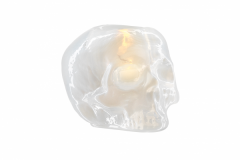 still-life-skull-white-7061400